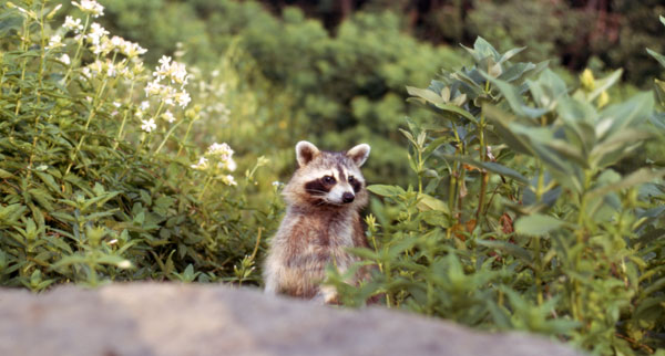 Raccoon in the woods