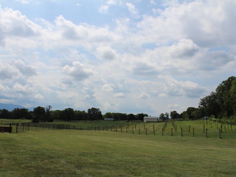 Castle Vineyards, LLC - Luray Virginia